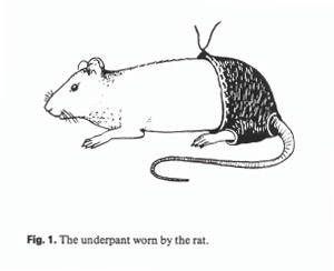 rat.jpg